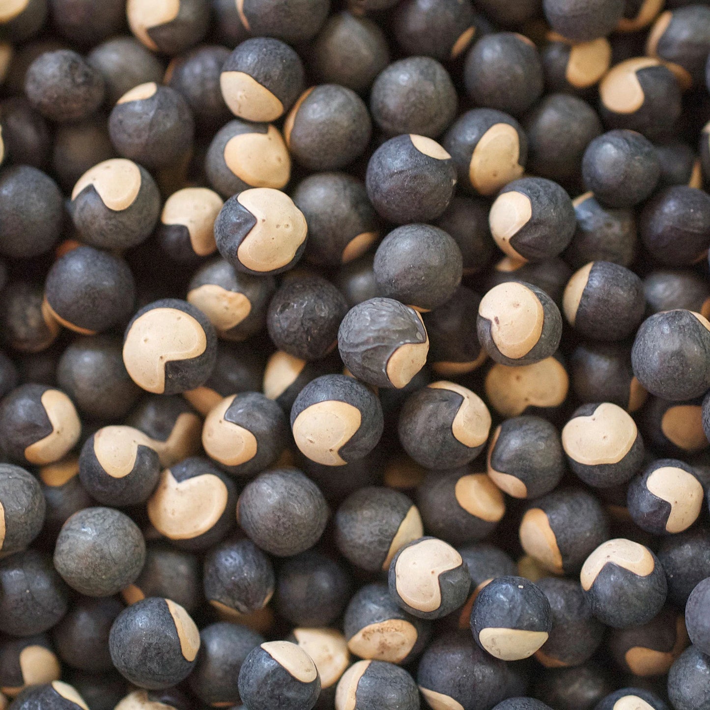 Cardiospermum Halicacabum Seeds, For Jewelry ( Natural Colour )