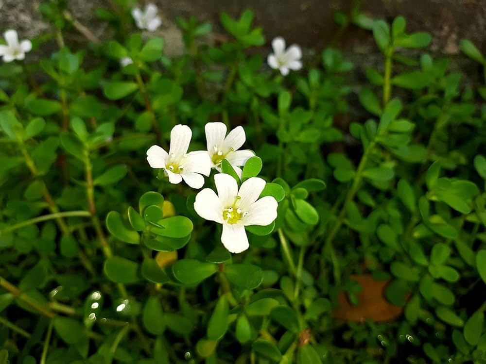 Bacopa monnieri Dried Whole Herb Powder, Dried Brahmi Powder