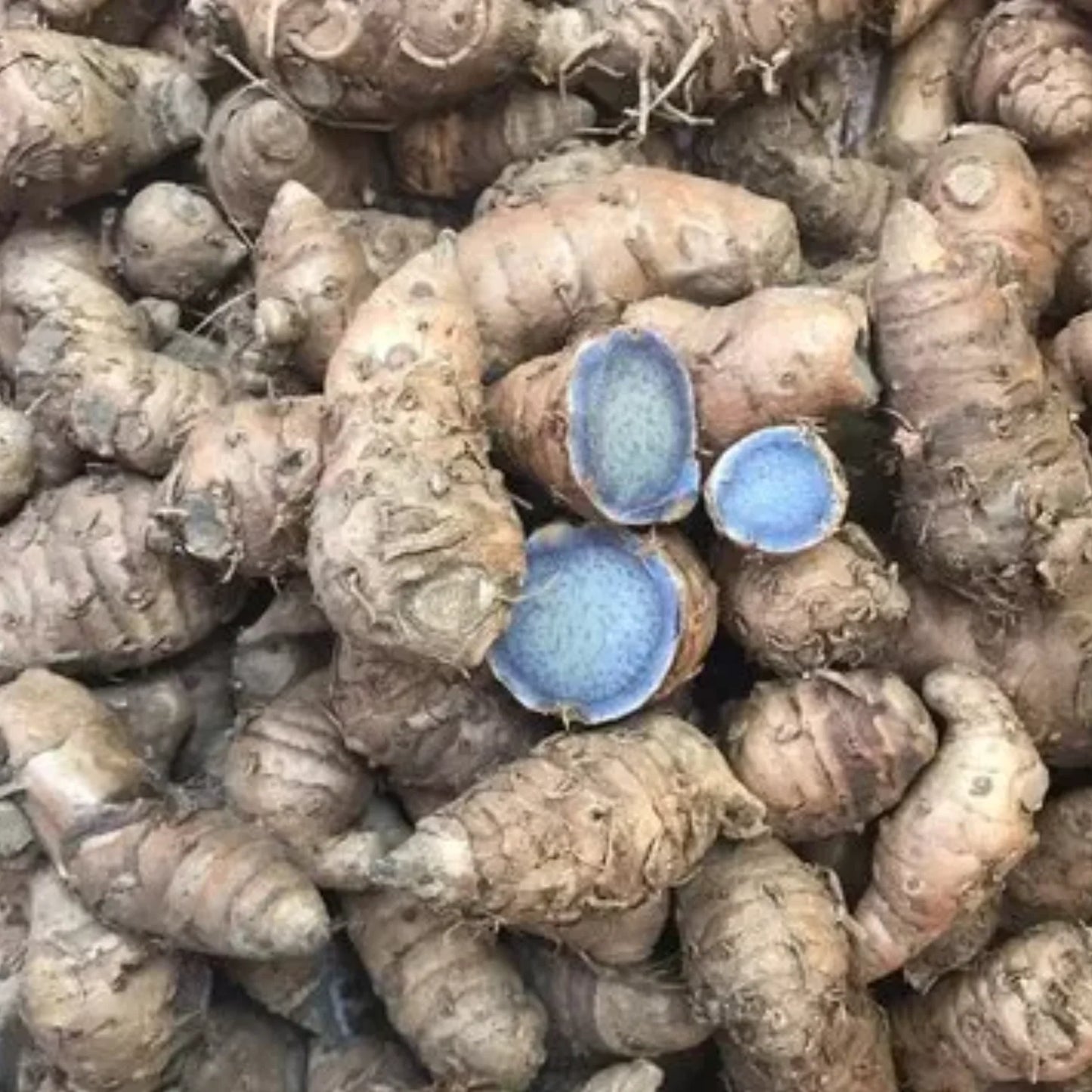 1 KG Black Curcuma Rhizomes ,Curcuma Caesia Rhizomes With Phytosanitary certificate
