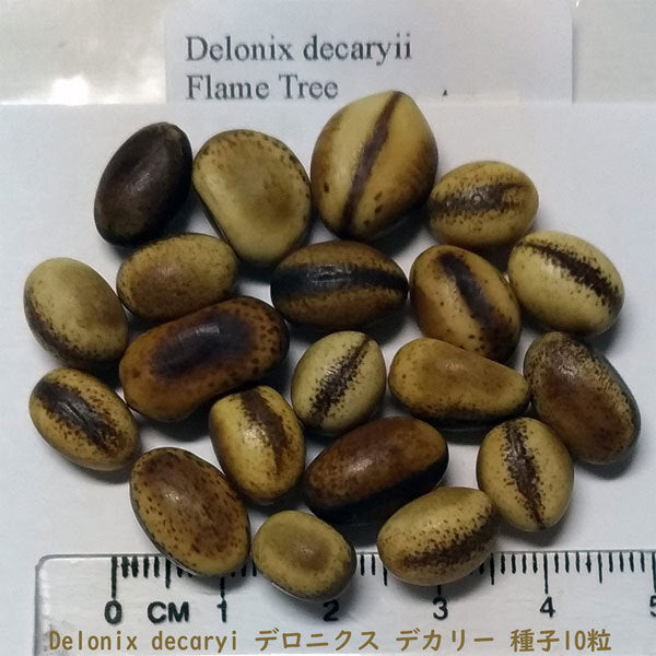 Delonix decaryi Drilled Seeds , For Jewelry And Crafts