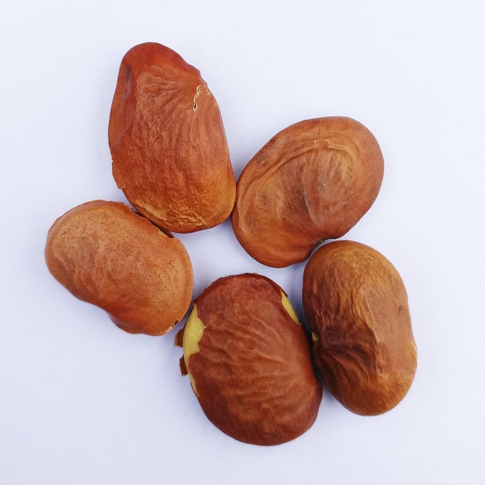 1 Kg Pongamia Pinnata Seeds, Karanj Seeds , Indian Beech Tree Seeds + Phytosanitary Certificate