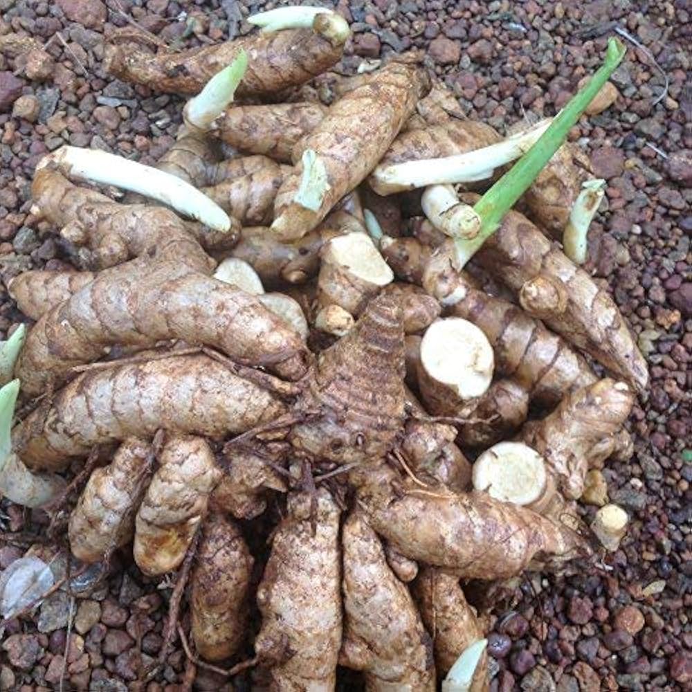 Curcuma Aromatica Powder, Wild turmeric, Aromatic turmeric Powder
