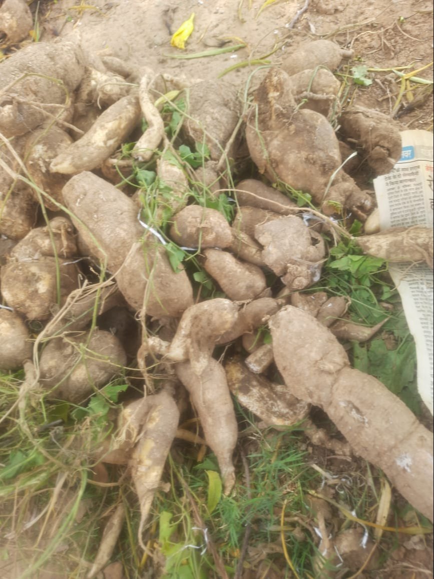 10 Momordica dioica Rhizomes – Spiny Gourd Rhizomes (Kantola/Kakrol) – With Phytosanitary Certificate