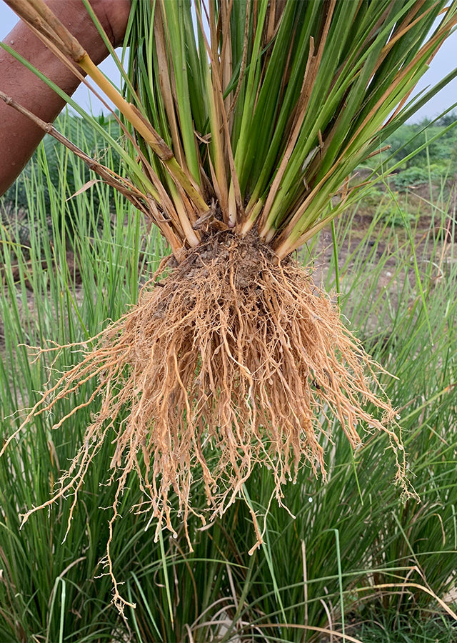 1 Kg Vetiveria zizanioidesDried Roots (Khus Roots), With Phytosanitary Certificate