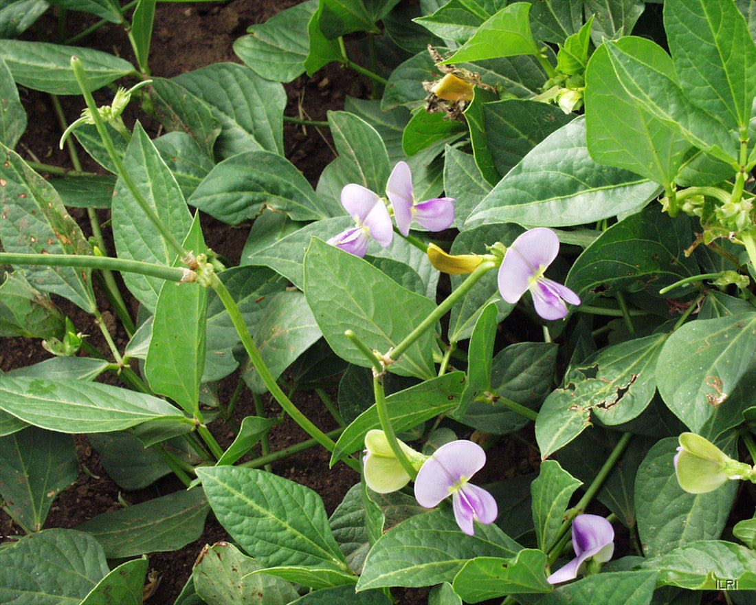 1 Kg Vigna unguiculata Seeds | Cowpea Seeds | Nitrogen Fixing Cover Crop
