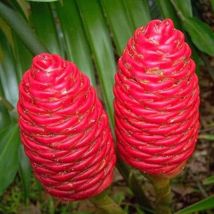 20 Zingiber zerumbet Seeds – Shampoo Ginger, Pinecone Ginger, Lempoyang Seeds
