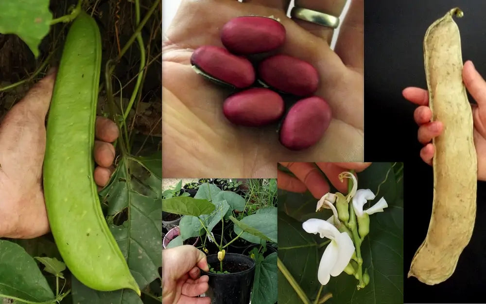 1 kg Canavalia gladiata Seeds | Sword Bean Seeds | Giant Sword Bean Seeds