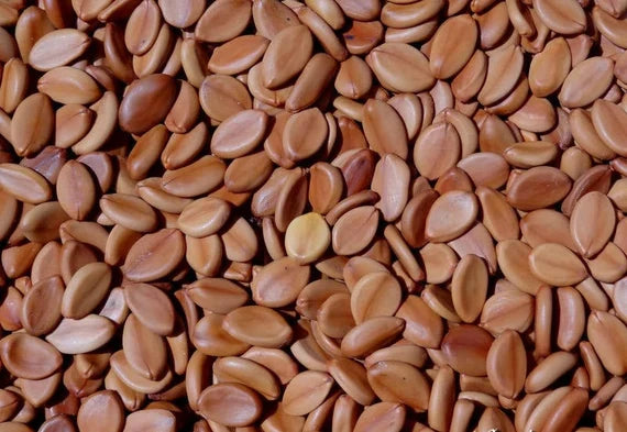 Cassia grandis Seeds, Coral Shower Tree, Cleaned and With Holes