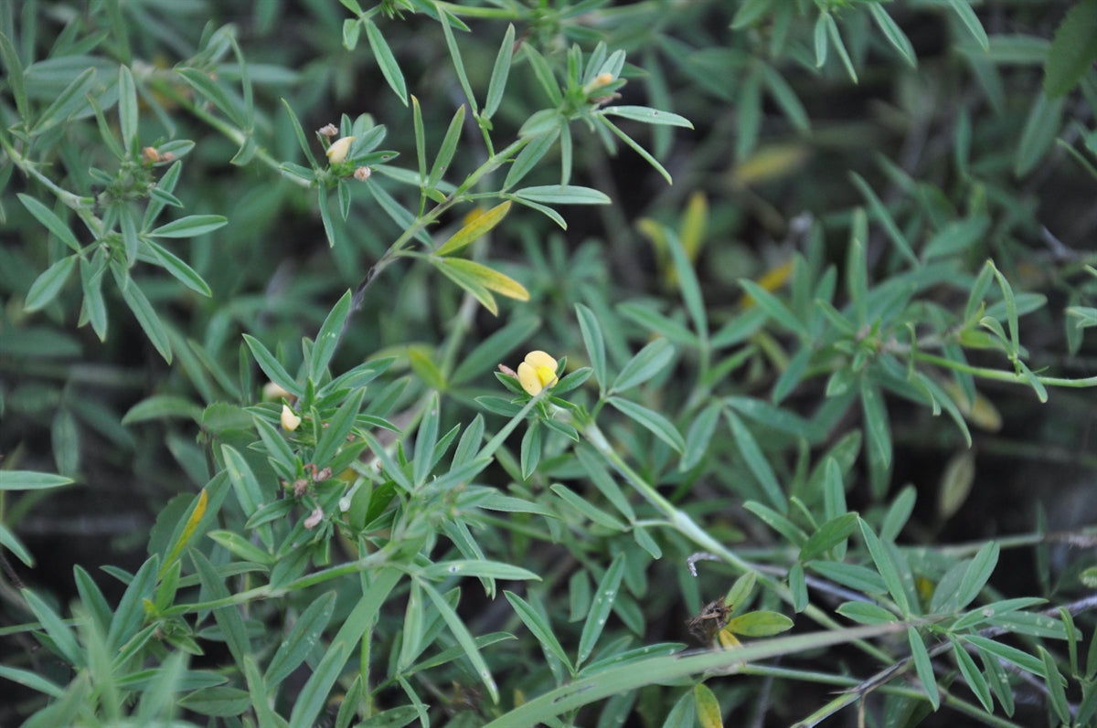 1 Kg Stylosanthes hamata Seeds | Stylo Hamata Forage Crop | Nitrogen Fixing Legume