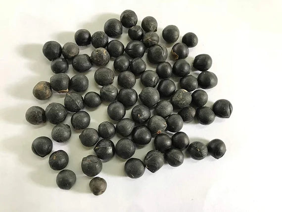 Soapberry Seeds for Jewellery & Crafts