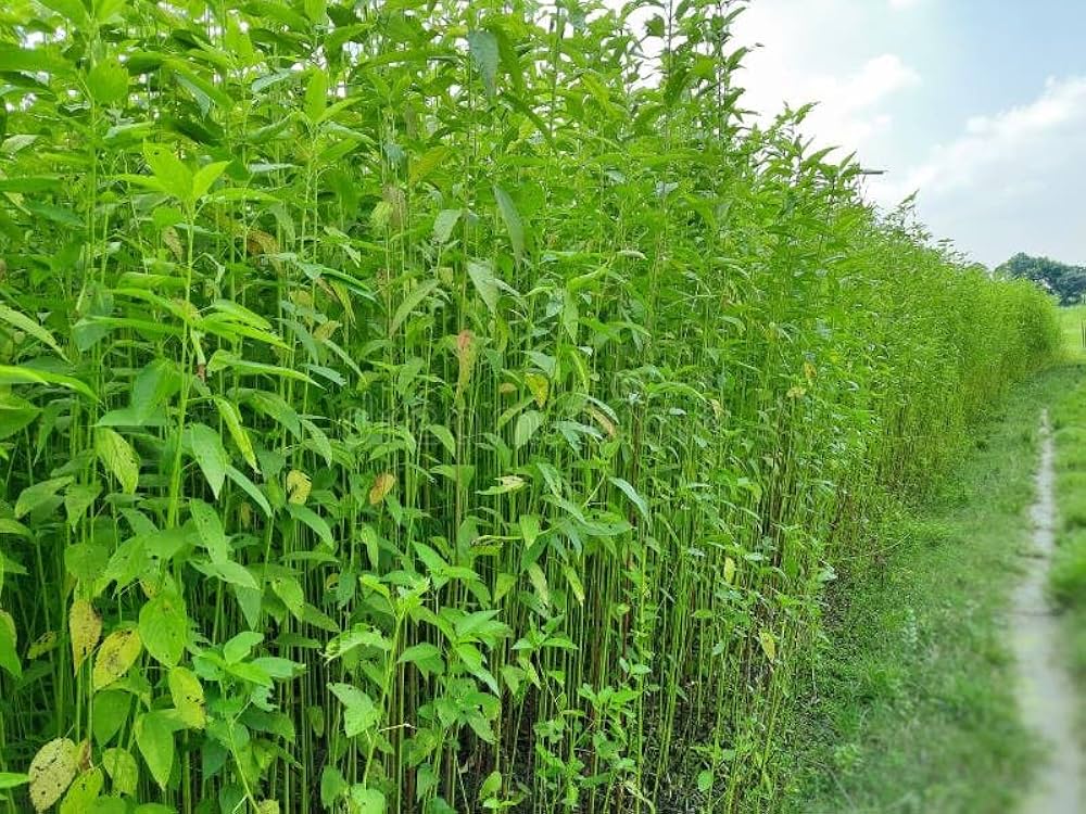 Cover Crops & Fiber Crops  / Annuals