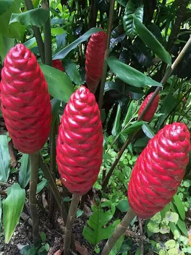5 Shampoo Ginger, Pinecone Ginger Zingiber zerumbet Rhizomes  Free Phytosanitary Certificate