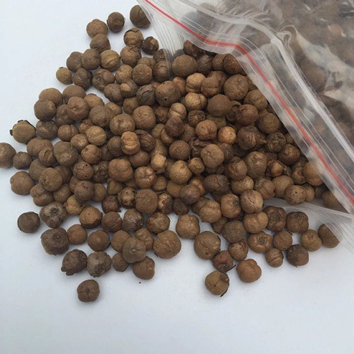 Tectona grandis Seeds ,Teak Tree Seeds  ( Pre - Drilled )