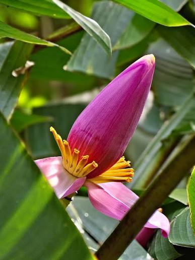 5 Musa ornata Suckers – Free  Phytosanitary Certificate ,Pink Ornamental Banana