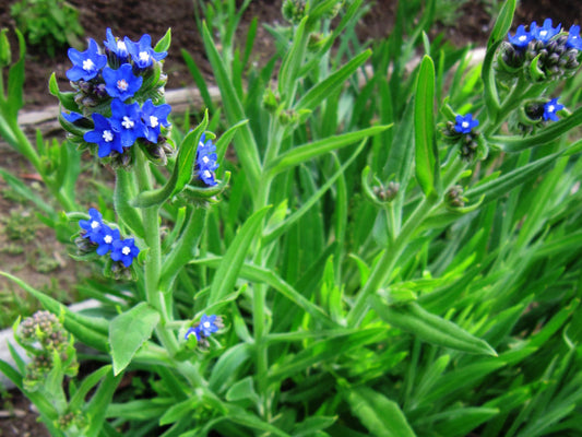 1 Kg Alkanna tinctoria  Leaves Powder (Alkanet Leaves Powder)  Free Phytosanitary Certificate