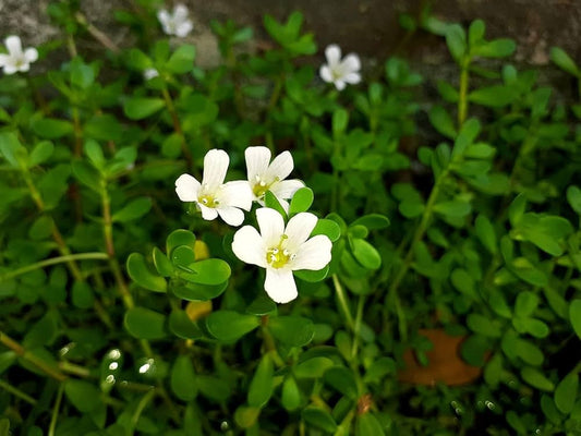 Bacopa monnieri Dried  Whole Herb Powder,  Dried Brahmi Powder