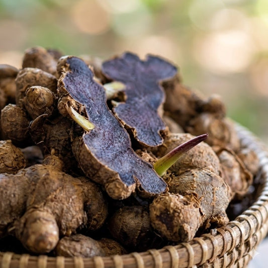 15  Black Ginger Rhizomes For Growing, Kaempferia parviflora Free Phytosanitary Certificate