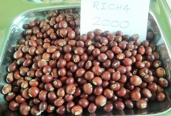 1 kg Cajanus cajan 'Richa 2000' Seeds | High-Yielding Perennial Pigeon Pea