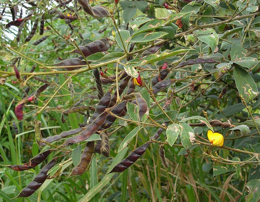 1 Kg Cajanus cajan Seeds | Pigeon Pea Cover Crop & Green Manure Seeds