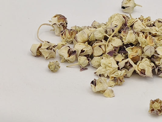 Calotropis gigantea  Dried Flowers, Giant Milkweed  Flowers