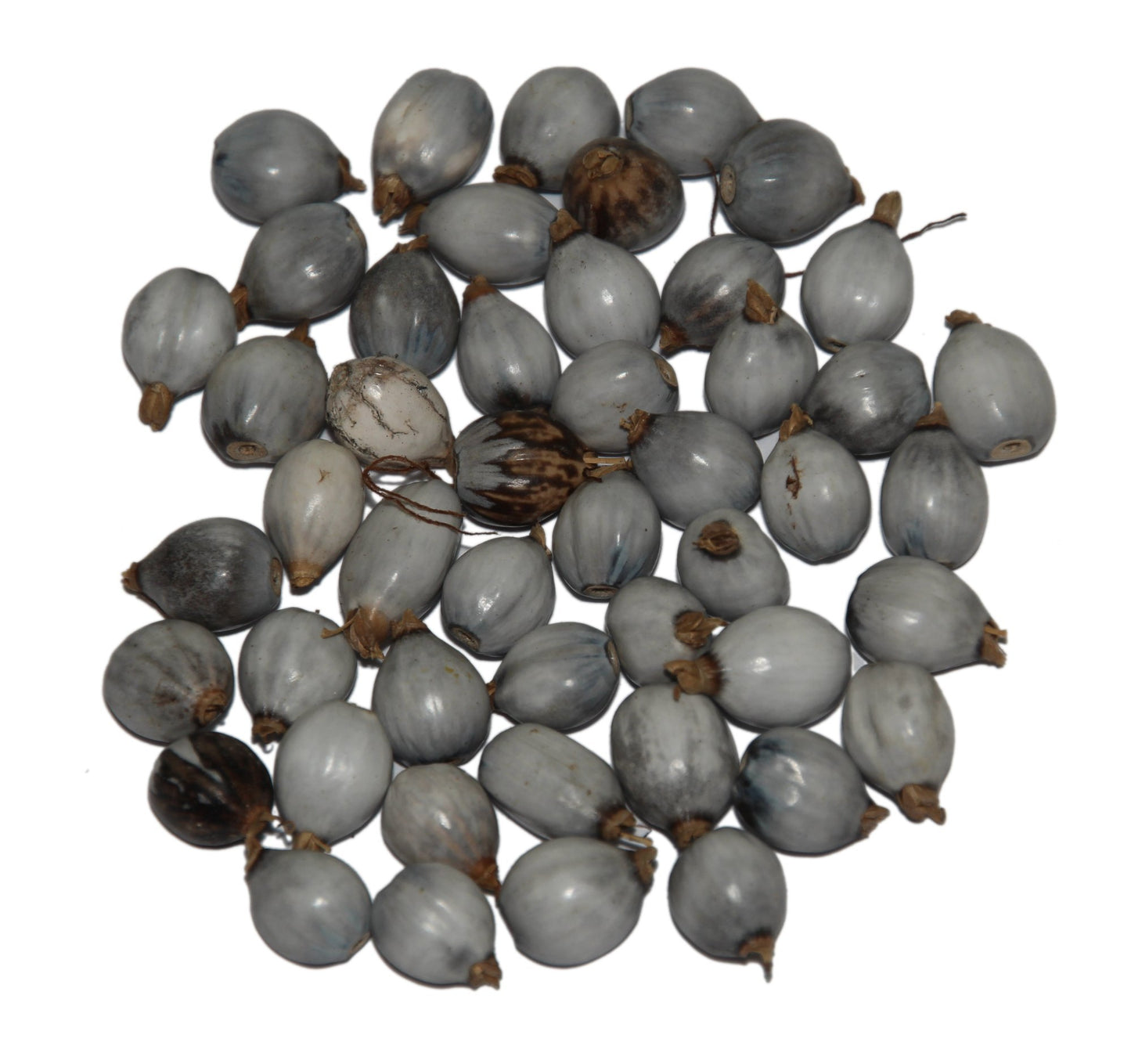 Drilled Coix lacryma-jobi Seeds, Job’s Tears ( With Holes )