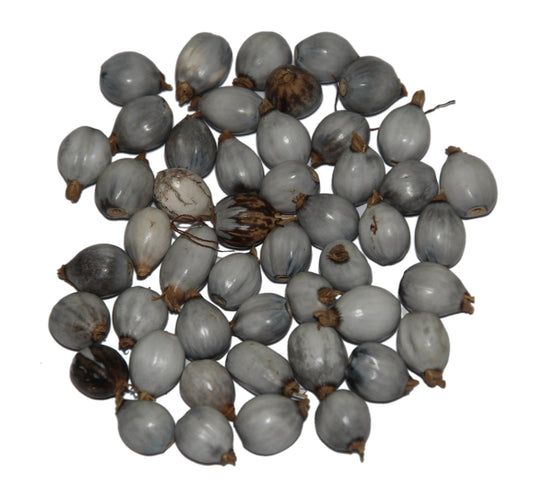 Drilled Coix lacryma-jobi Seeds, Job’s Tears ( With Holes )