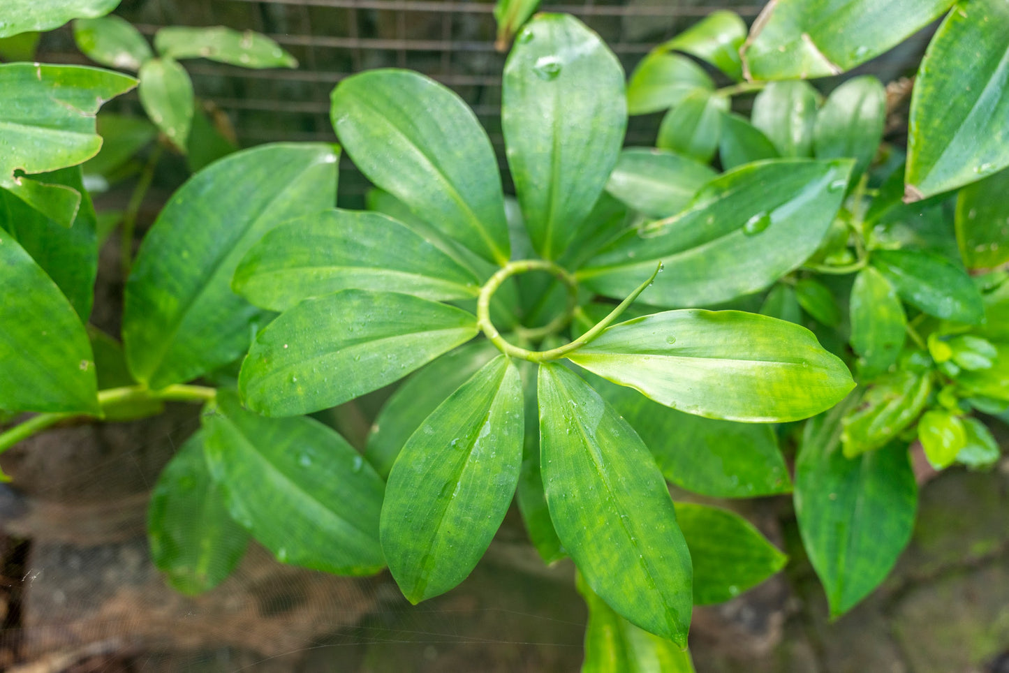 Costus igneus Dried Leaves – Insulin Plant Leaves,  Chamaecostus cuspidatus  Leaves
