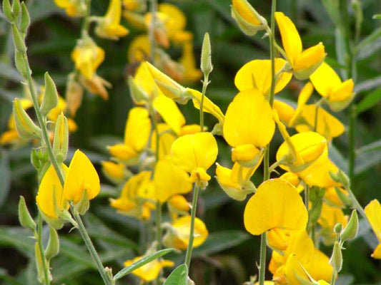 1 kg Sunn Seeds | Crotalaria juncea | Cover Crop & Green Manure Seeds