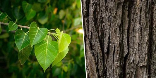 Ficus religiosa Bark,  Sacred Fig Bark , Bodhi tree Bark