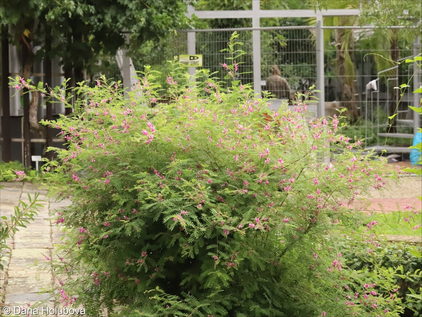 1 Kg Indigofera tinctoria Seeds | True Indigo Seeds | Natural Blue Dye Plant