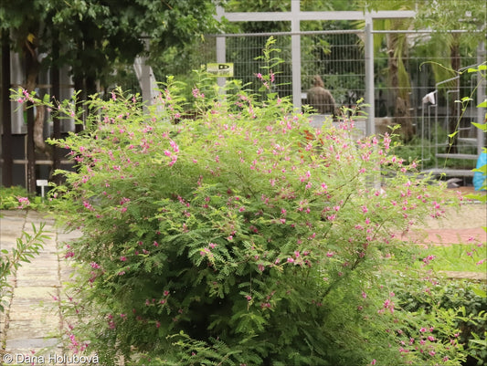 1 Kg Indigofera tinctoria Seeds | True Indigo Seeds | Natural Blue Dye Plant