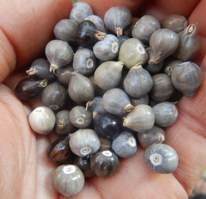 Drilled Coix lacryma-jobi Seeds, Job’s Tears ( With Holes )