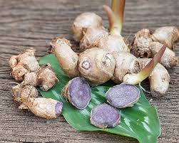 1 Kg Kaempferia parviflora Rhizomes  ,Krachai Dum Rhizomes. With Phytosanitary Certificate