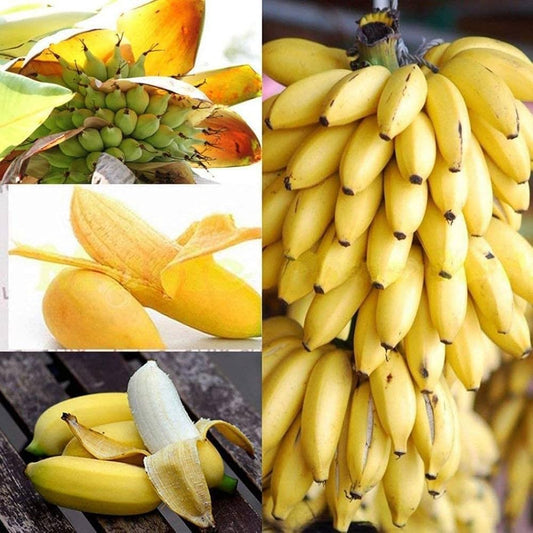 5 Kathali Banana Suckers (Musa ‘Nivedya Kadali’) Free Phytosanitary Certificate