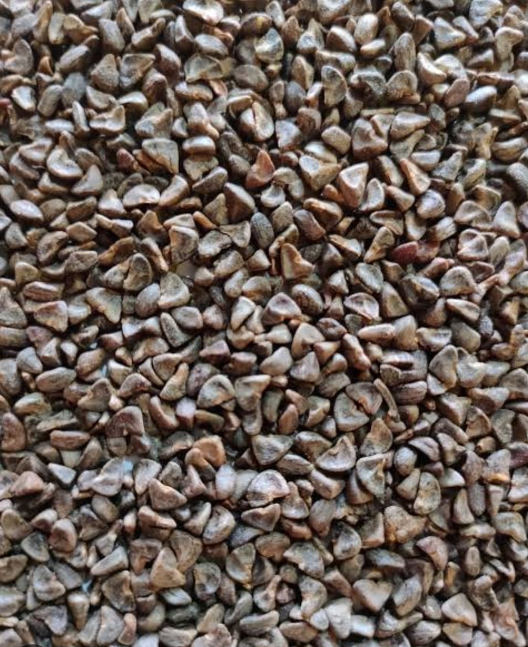 Kenaf Seeds | Bulk Fiber Crop Seeds for Paper Pulp, Biomass & Commercial Farming