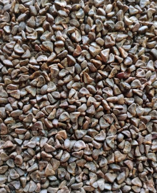 Bulk Kenaf Seeds for Sale | Kenaf Fiber Crop Seeds | With Phytosanitary Certificate