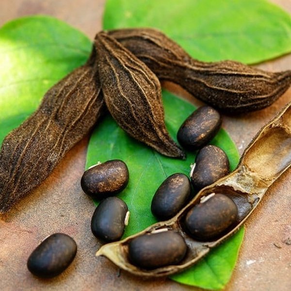 1 Kg Mucuna pruriens Seeds | Velvet Bean Cover Crop Seeds