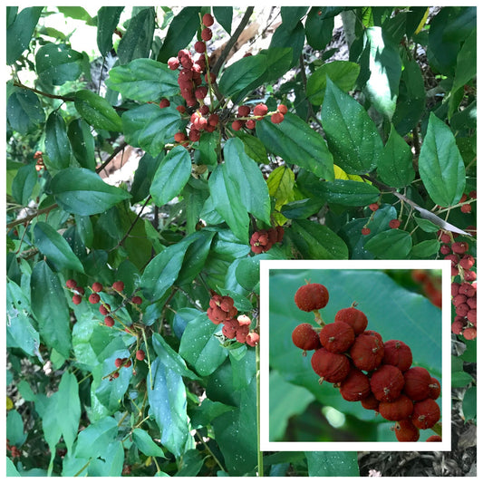 1 Kg Mallotus philippensis Powder, Red Kamala Powder, Dyer’s Rottlera With Phytosanitary Certificate