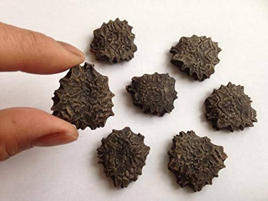 Momordica Cochinchinensis Seeds, Gac Fruit Seeds With Holes For Crafts