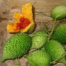 10 Momordica dioica Rhizomes – Spiny Gourd Rhizomes (Kantola/Kakrol) – With Phytosanitary Certificate