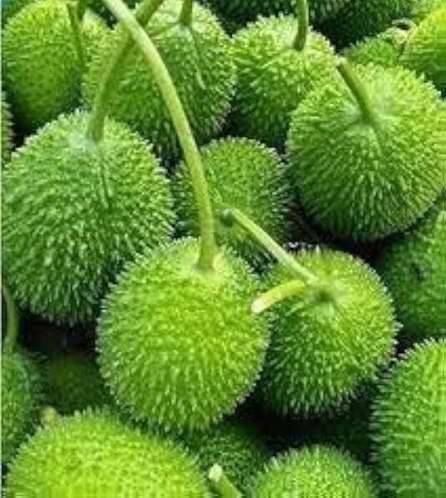 50 Momordica dioica Seeds – Spiny Gourd Seeds,  Kantola Seeds,