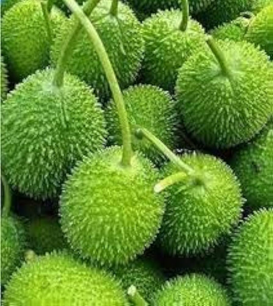 50 Momordica dioica Seeds – Spiny Gourd Seeds,  Kantola Seeds,