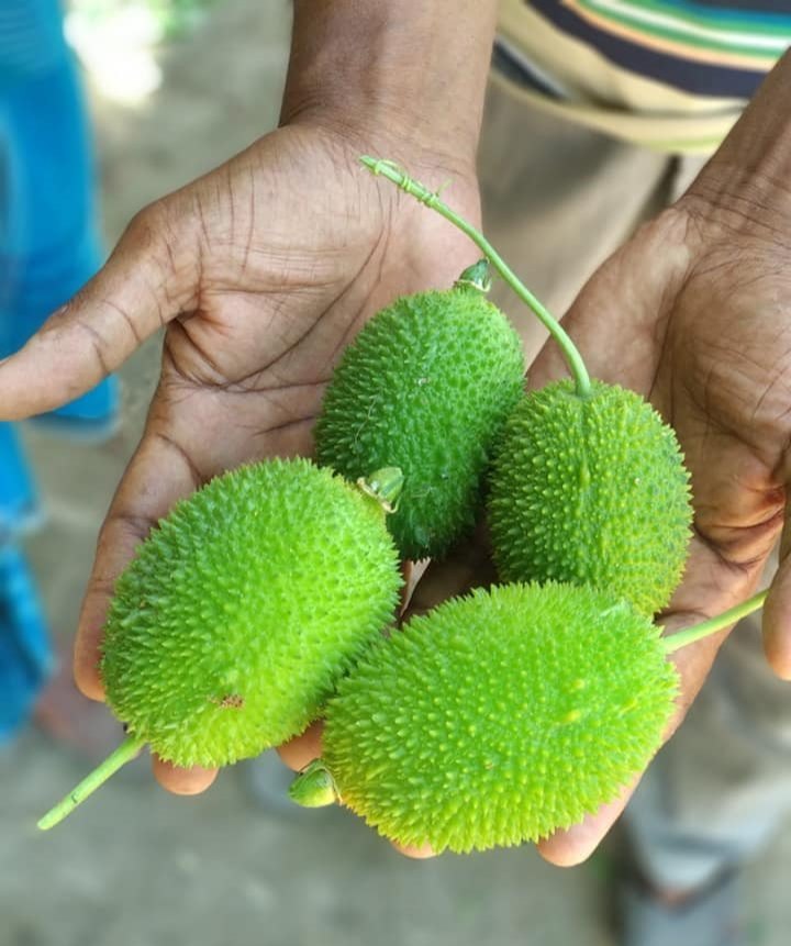 10 Spiny Gourd Tubers – Momordica dioica, 8 Female + 2 Male Kantola Tubers for Pollination & Fruiting