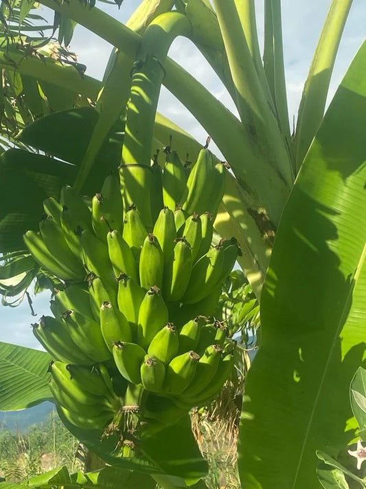 5 Musa acuminata Suckers For Growing ,With Phytosanitary Certificate ( Sambal Peyan Banana  )