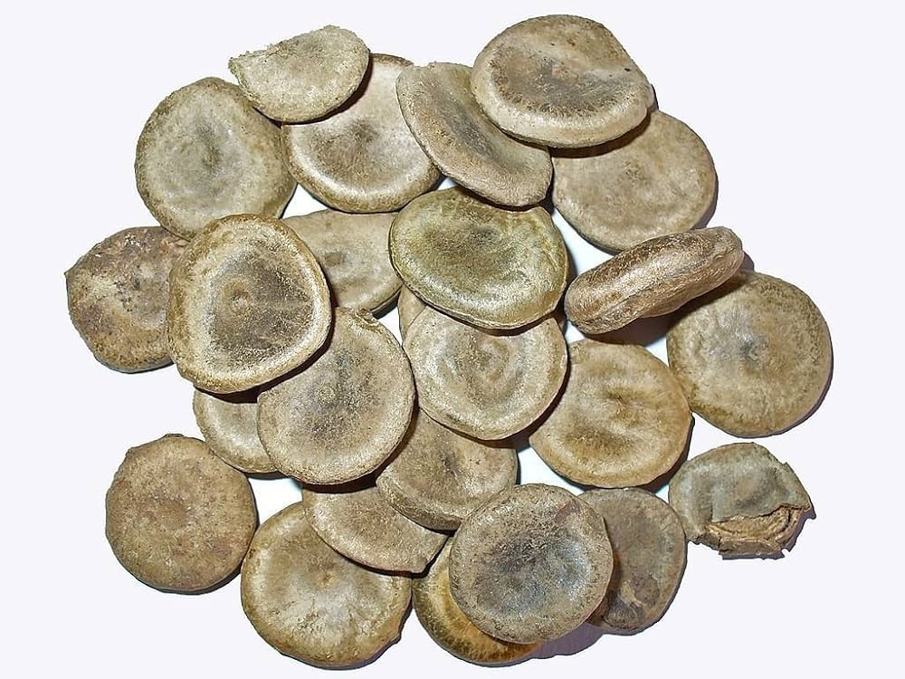 Nux vomica Seeds For Jewelry With Holes ( Natural Color )