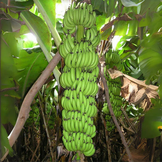 5 Robusta Banana Suckers,  Free Phytosanitary Certificate (Musa acuminata ‘Robusta’)