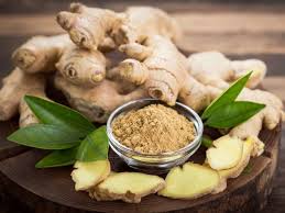 1 Kg  Zingiber rubens Rhizomes , Bengal ginger, Makhir ginger With Phytosanitary certificate