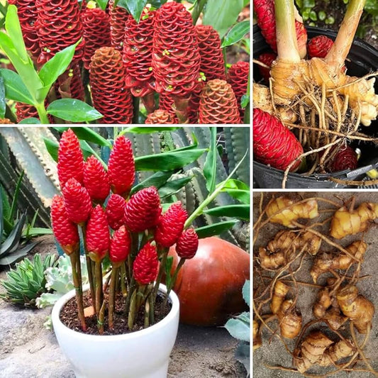 Zingiber zerumbet Roots Powder,  Shampoo Ginger Rhizomes Powder