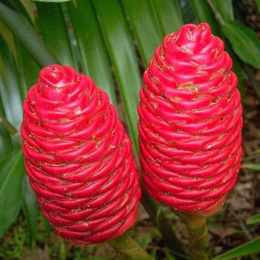 20 Zingiber zerumbet Seeds – Shampoo Ginger, Pinecone Ginger, Lempoyang Seeds
