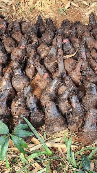 5 Musa acuminata ‘Matti, Chillatai Matti Banana Suckers– Free Phytosanitary Certificate